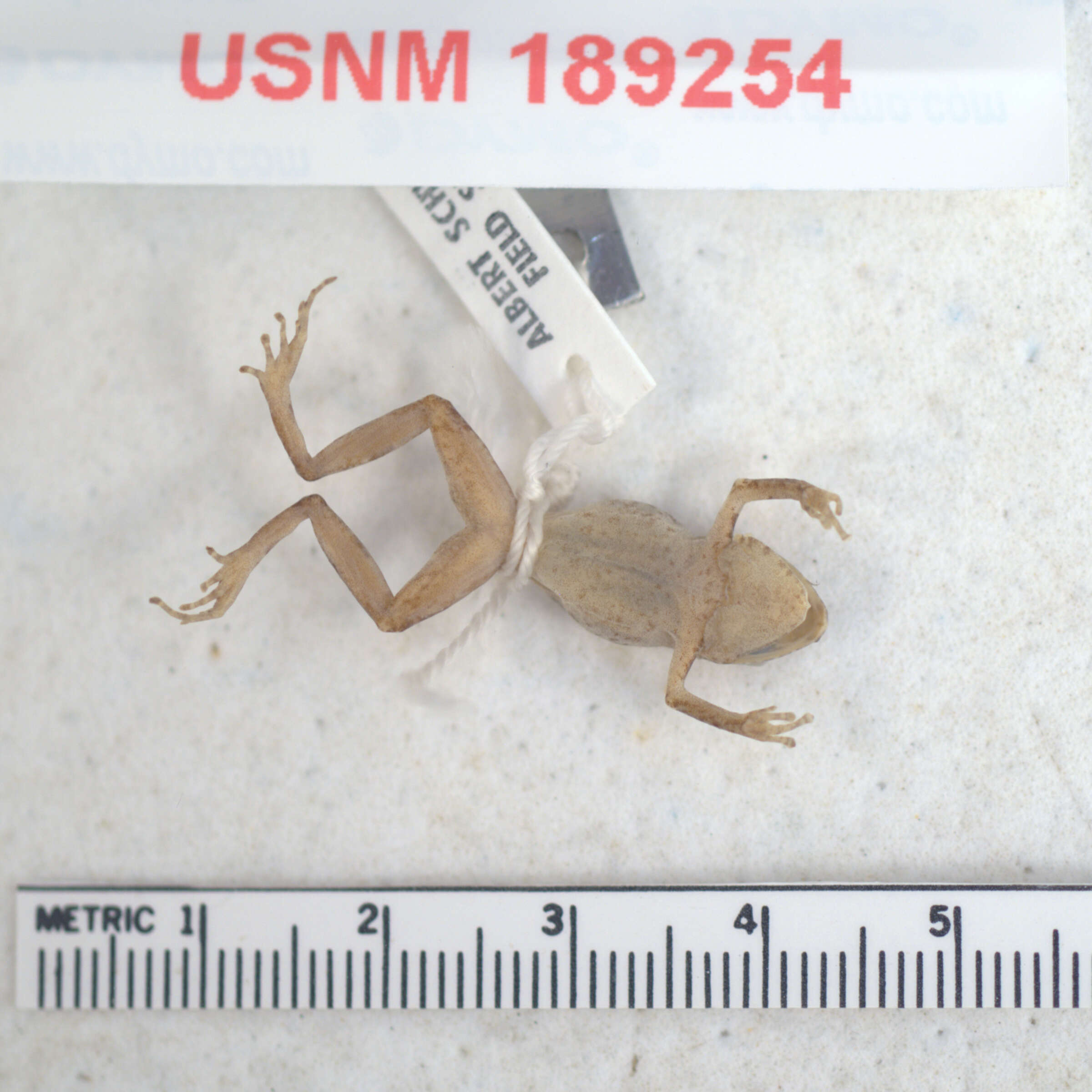 Image of Eleutherodactylus eunaster Schwartz 1973