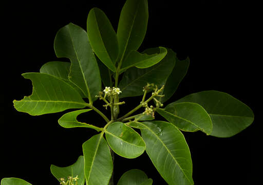 Image of Esenbeckia Kunth