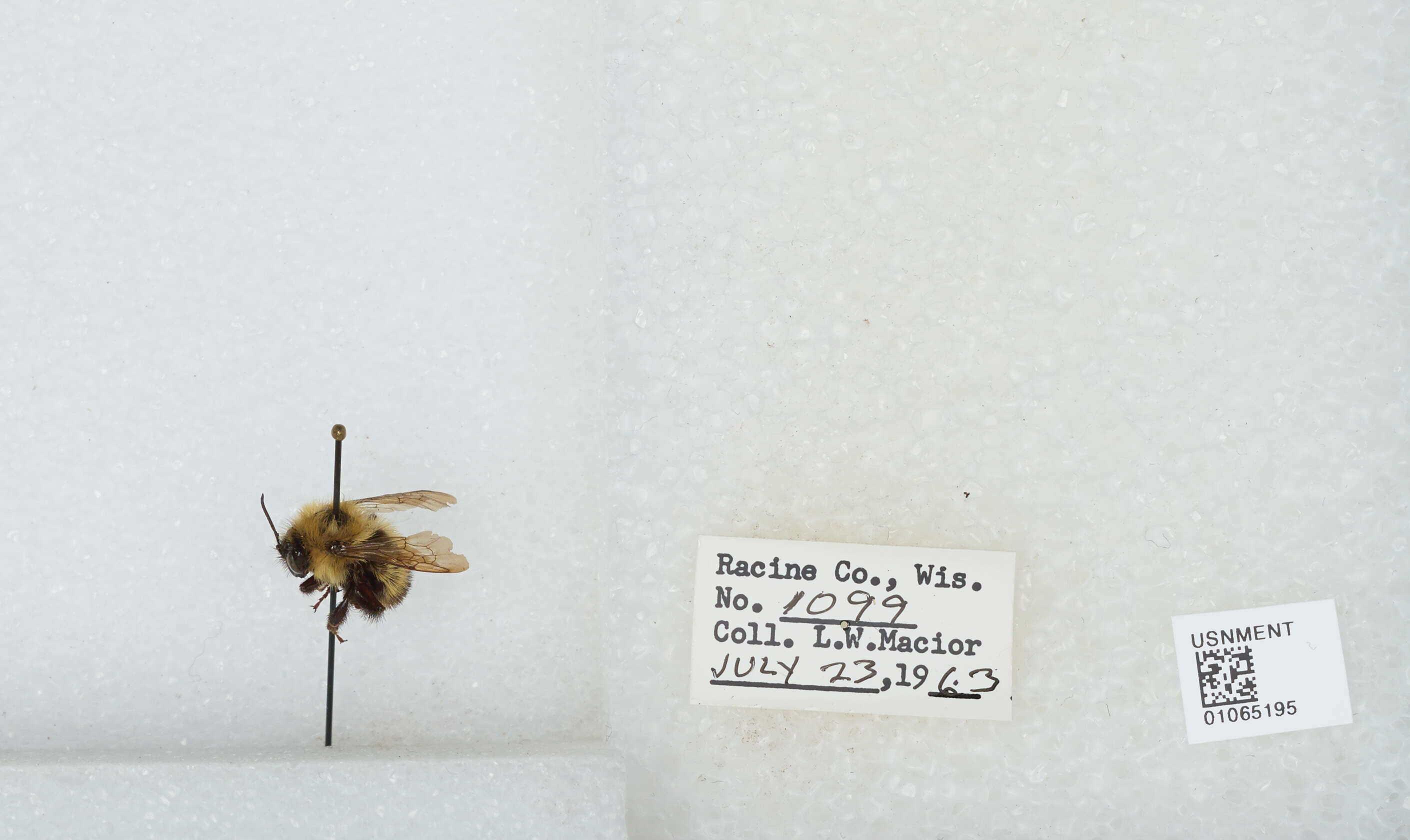 Слика од Bombus affinis Cresson 1864