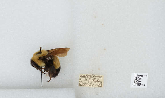 Слика од Bombus affinis Cresson 1864