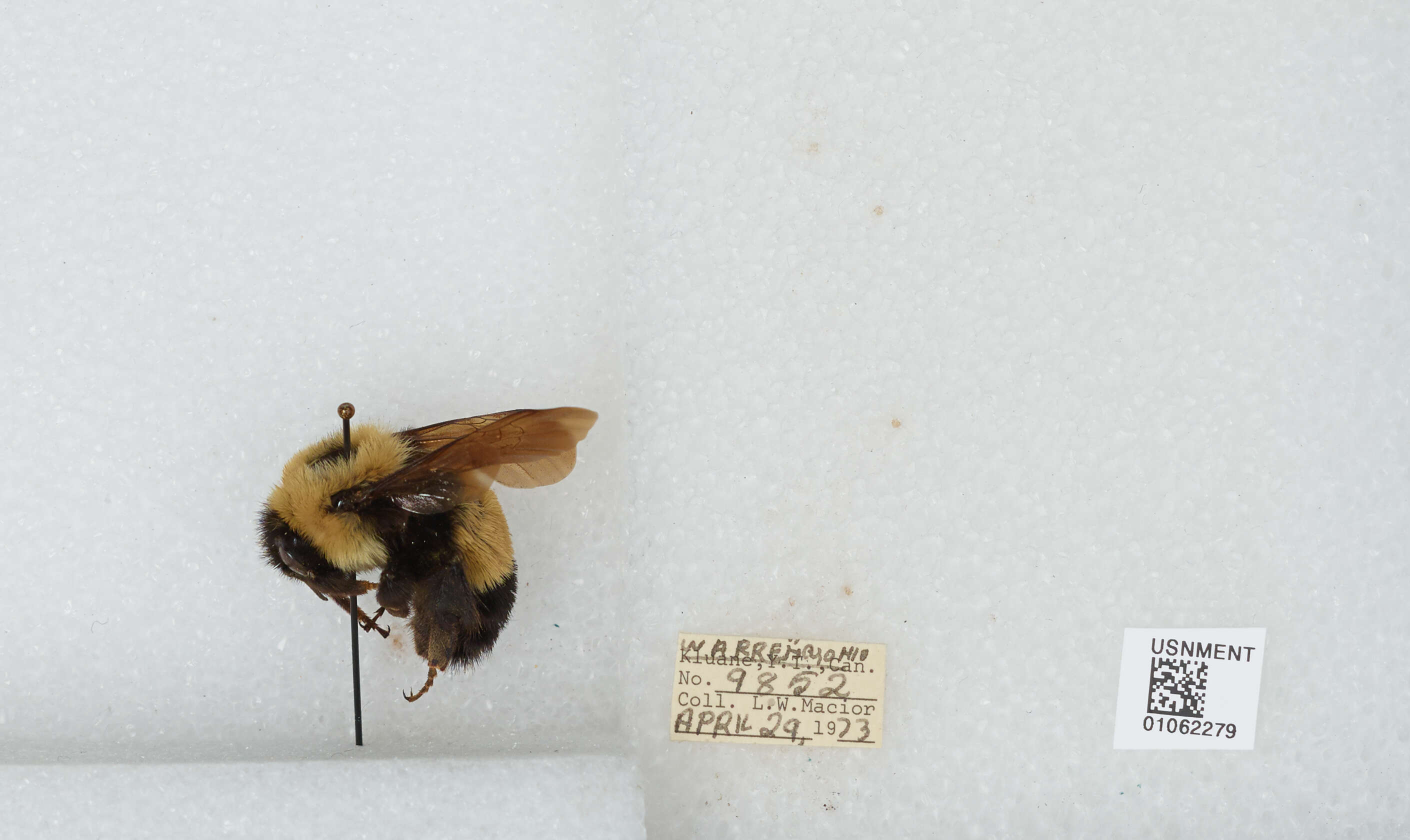 Слика од Bombus affinis Cresson 1864