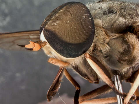 Image of Tabanus trigonus Coquillett 1898