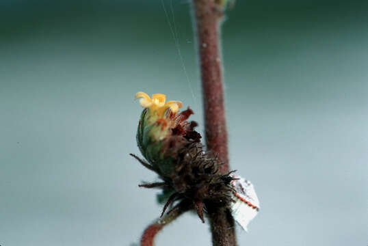 Image de Waltheria indica L.