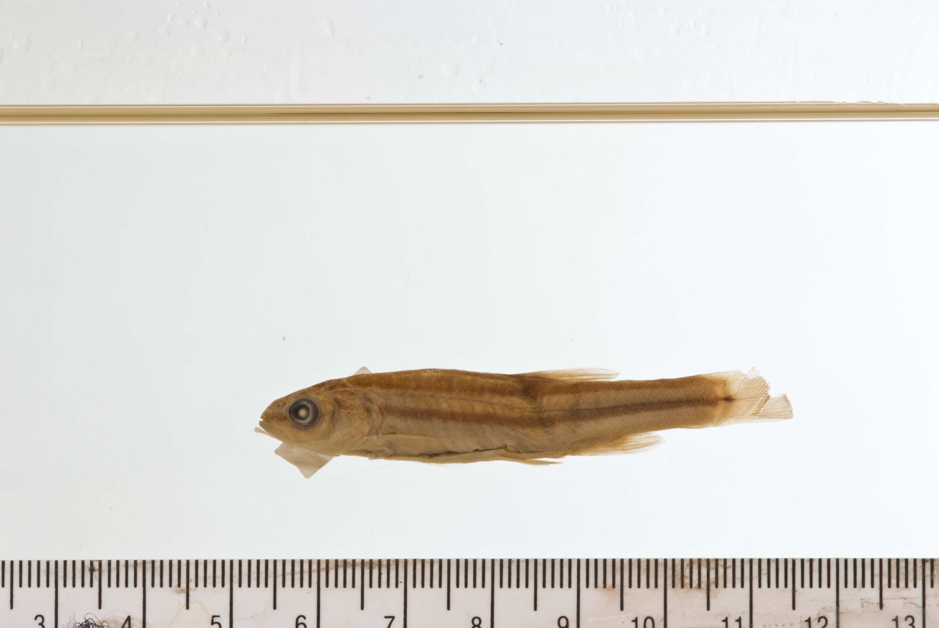 Image of Northern Redbelly Dace