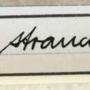 Image of Anamera strandi Breuning 1935