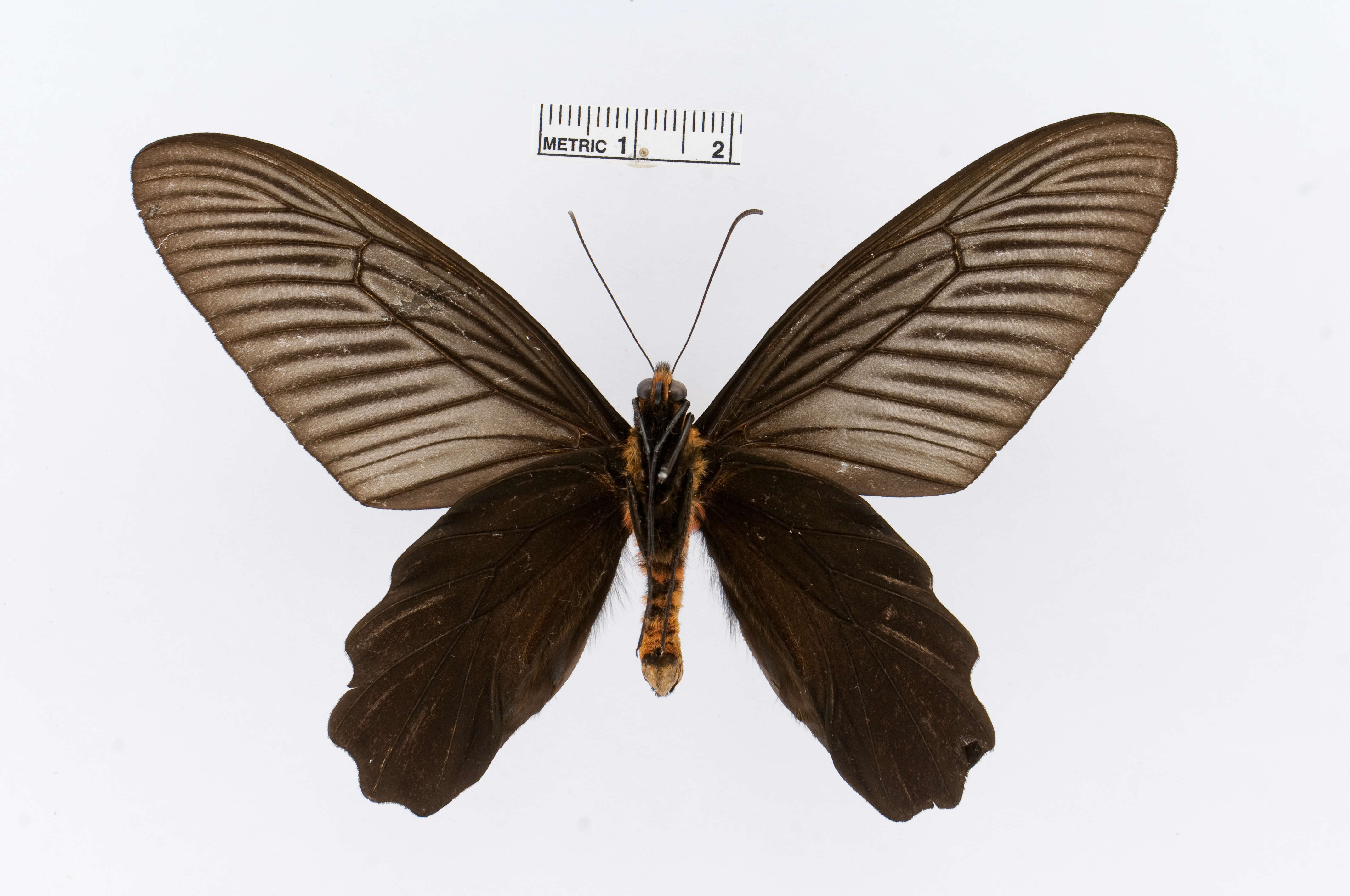 Image of Atrophaneura aidoneus (Doubleday 1845)