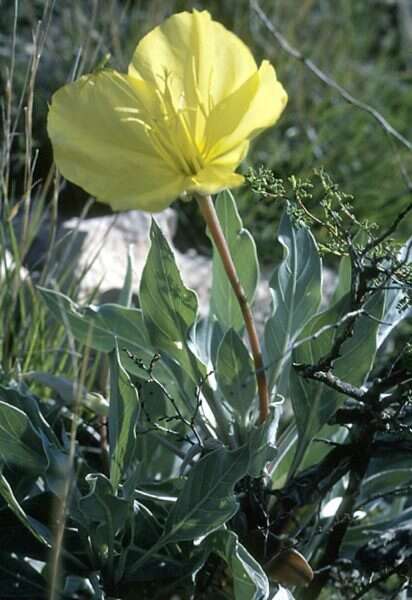 Oenothera macrocarpa subsp. incana (A. Gray) W. L. Wagner resmi