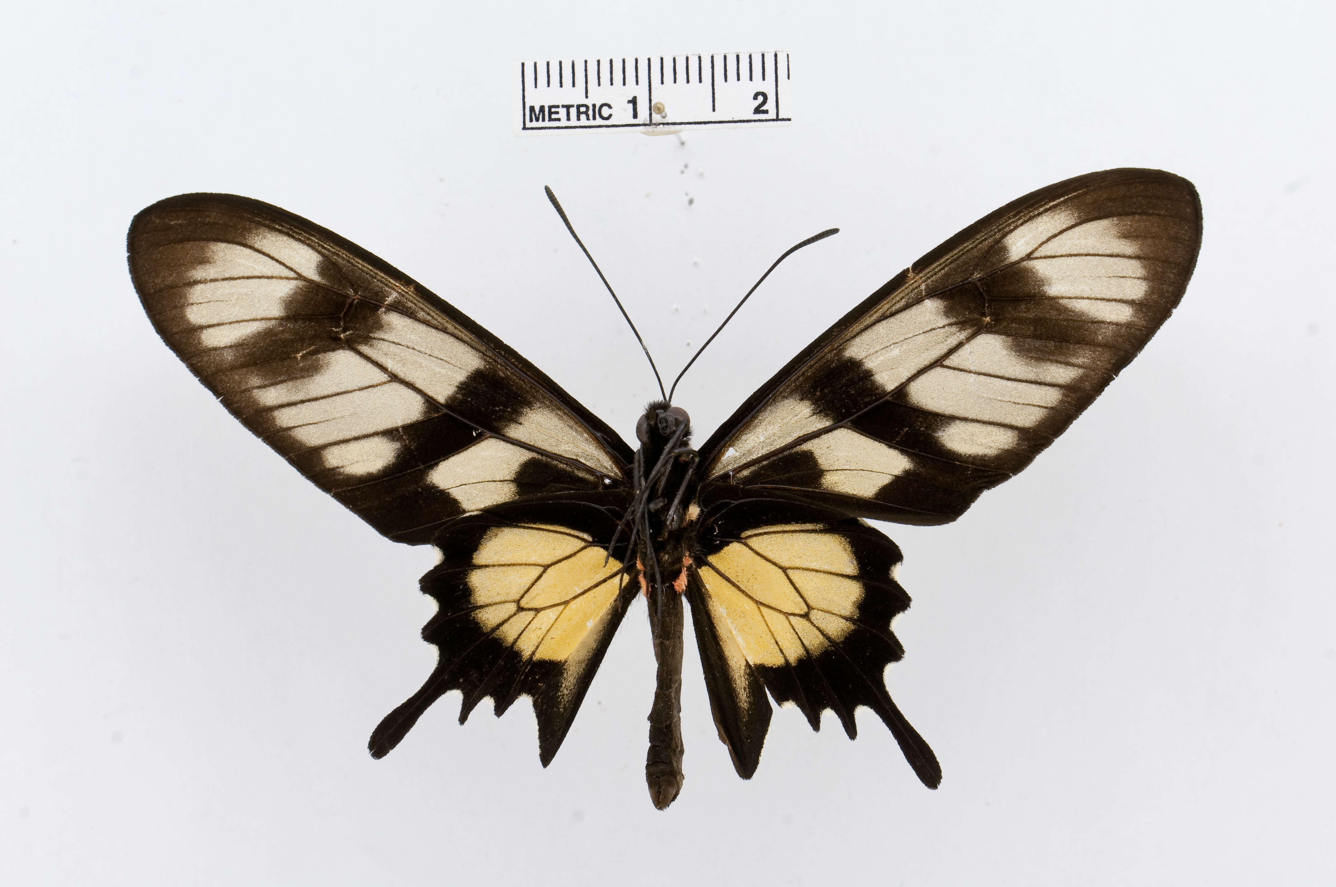 Image of Hahnel's Amazonian Swallowtail