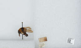 Plancia ëd Bombus distinguendus Morawitz 1869