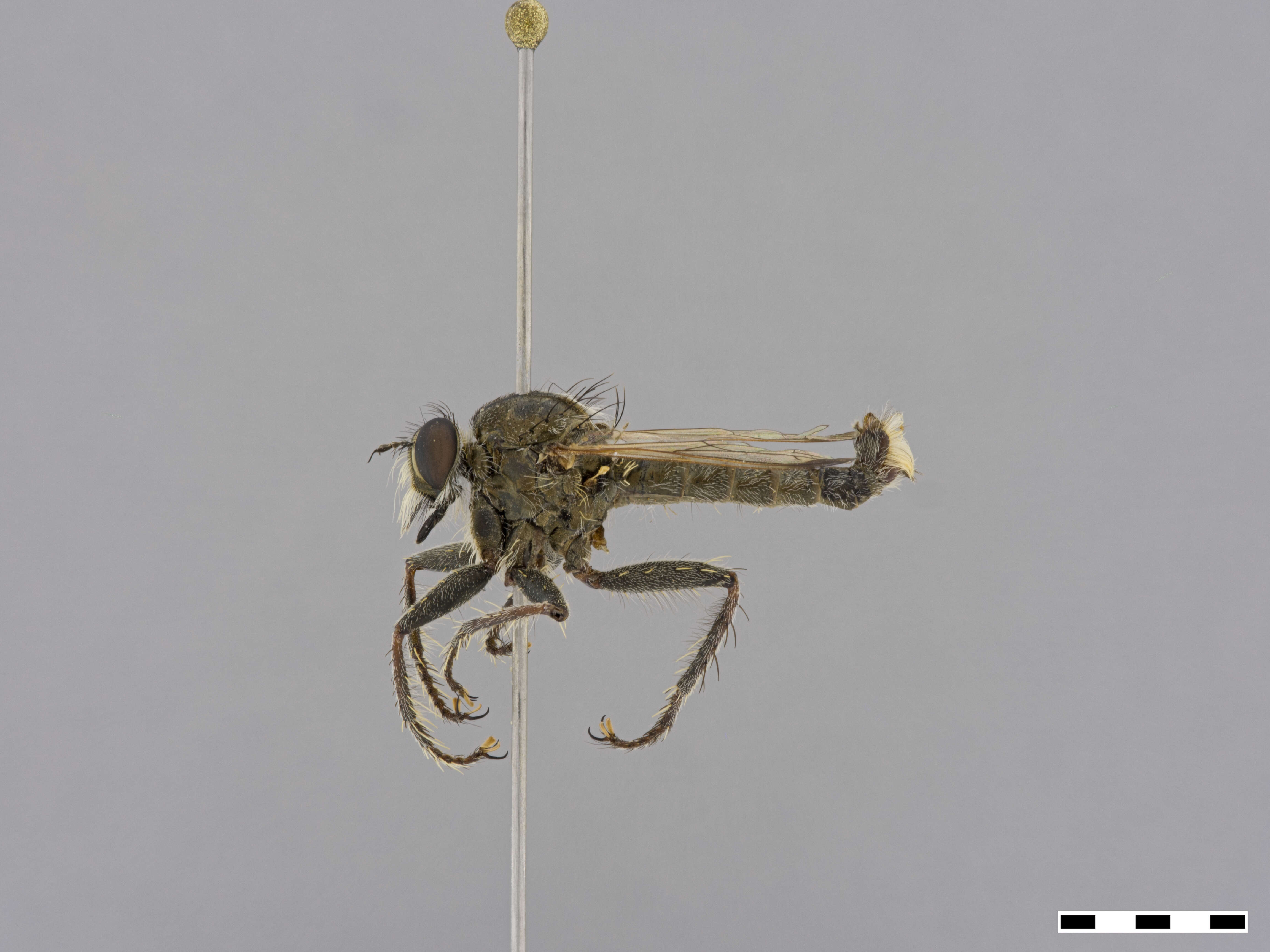 Image of Neolophonotus Engel 1925