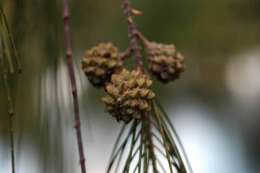 Image of beach sheoak