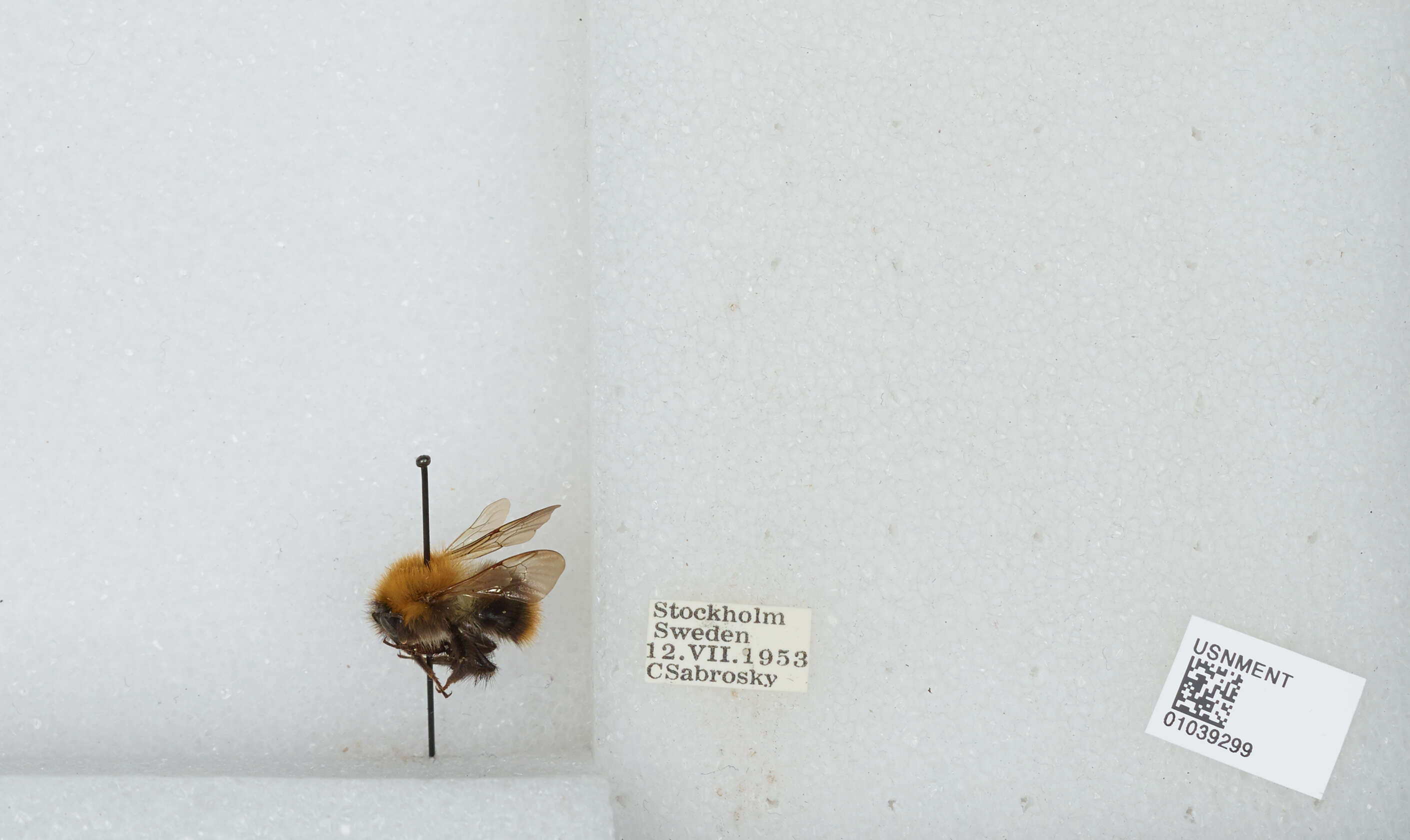 Image of Common carder bumblebee