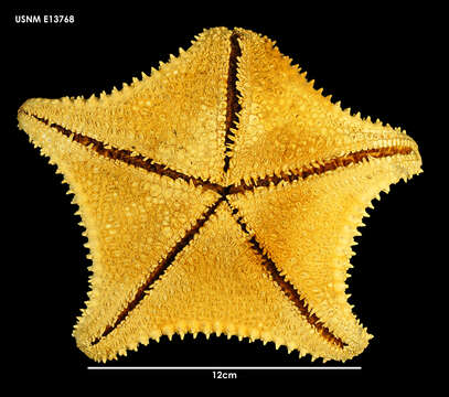 Image of Hippasteria trojana Fell 1958