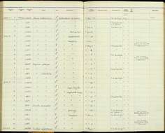 Image of Turdus migratorius nigrideus Aldrich & Nutt 1939