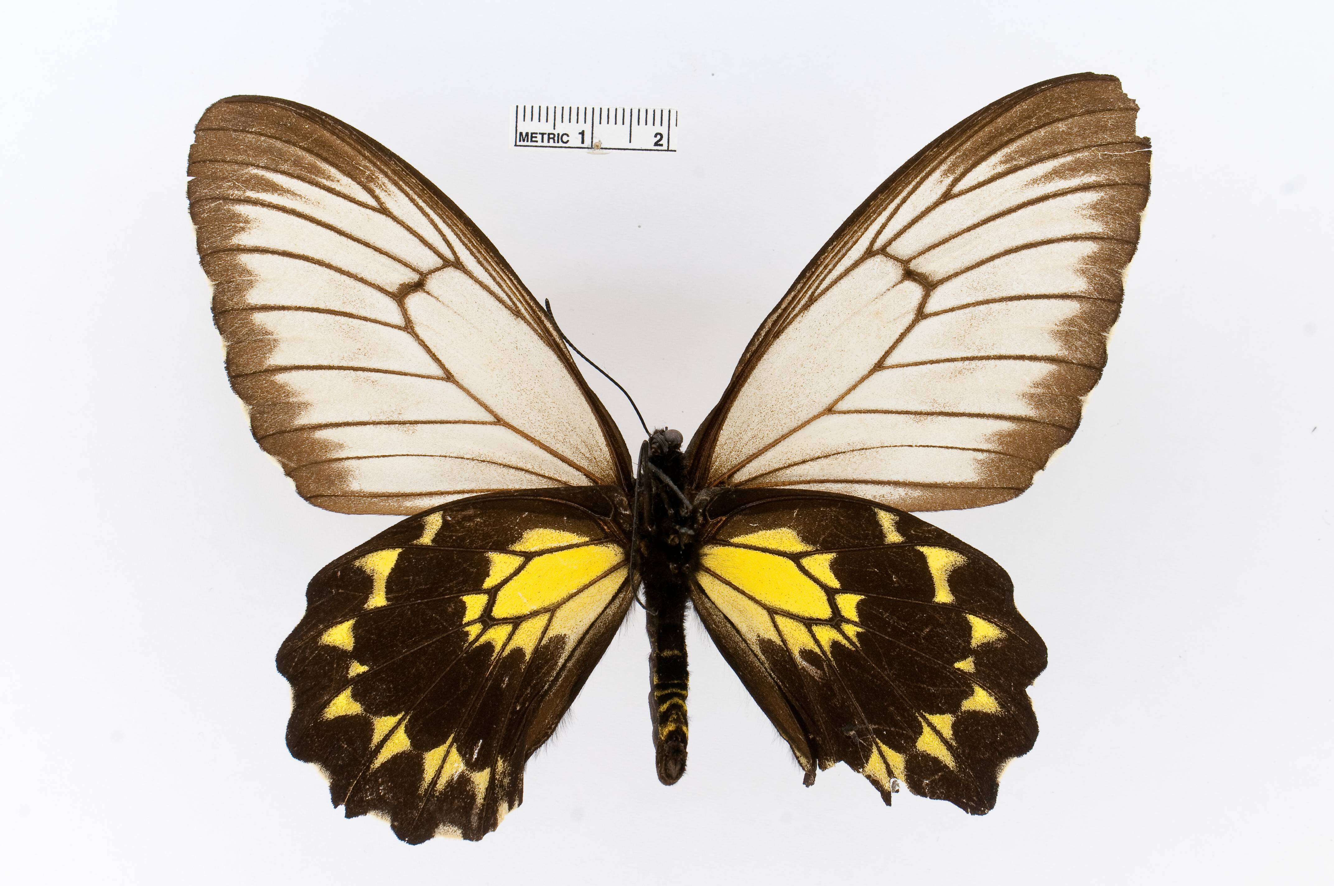 Image of Borneo Birdwing