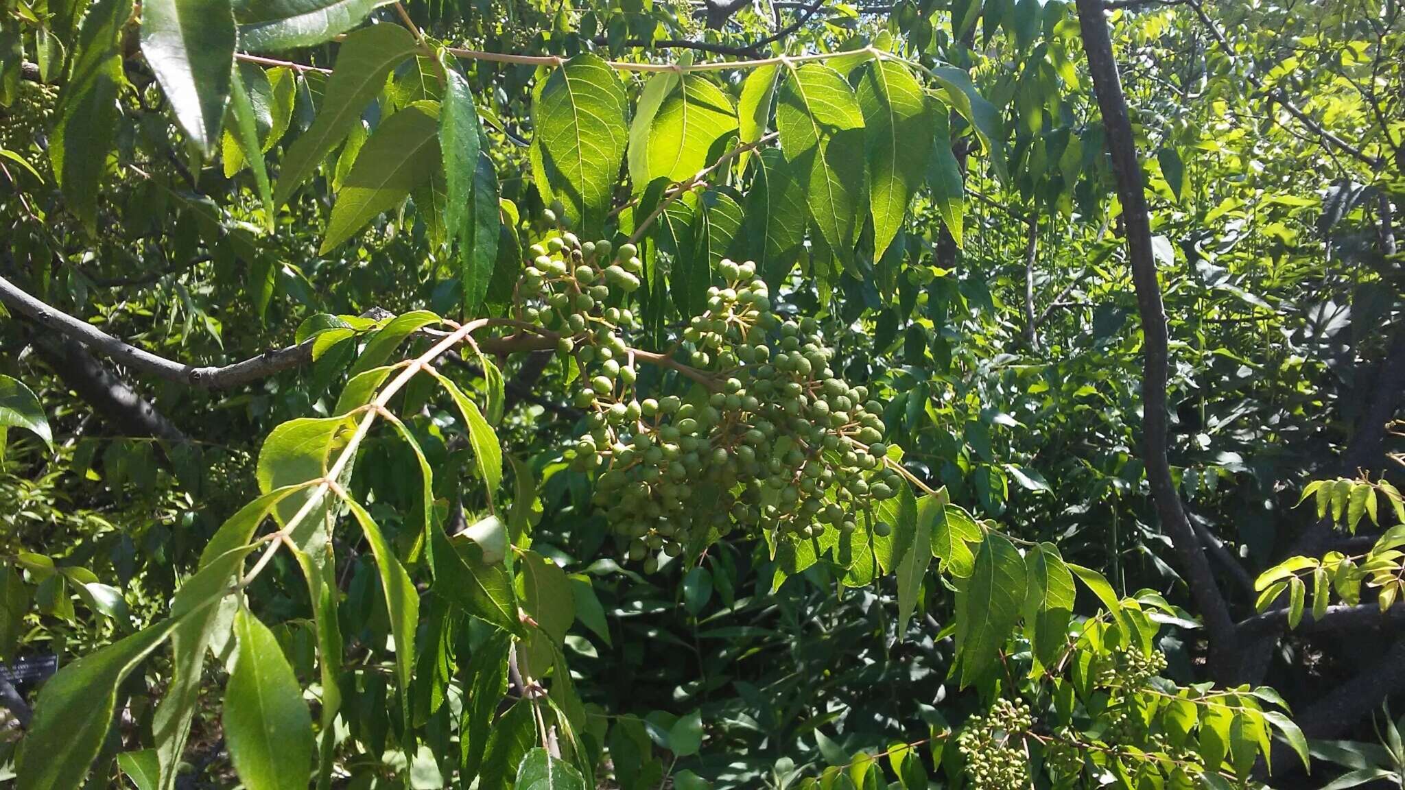 Image de Zanthoxylum clava-herculis L.