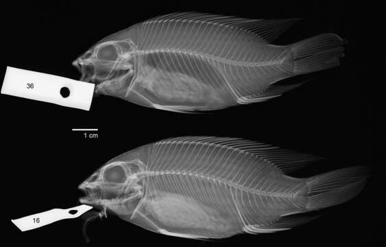 Image of Tilapia brevimanus Boulenger 1911