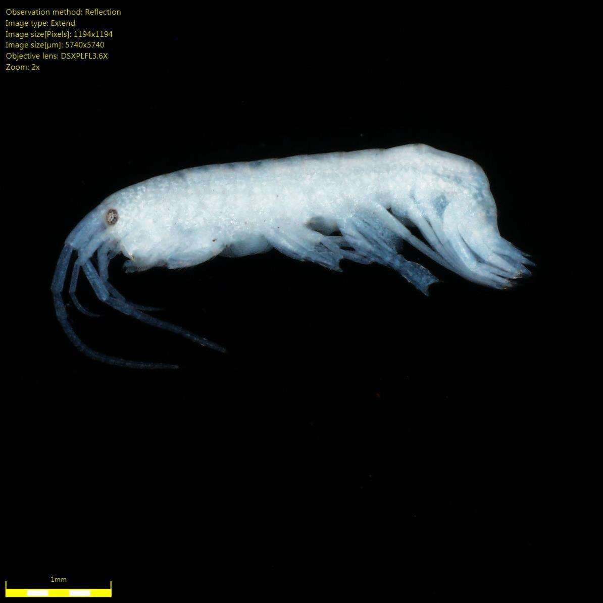 Image of Amphipoda