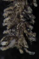 Image de Alcyonidium mamillatum Alder 1857