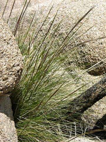 Plancia ëd Stipa splendens Trin.