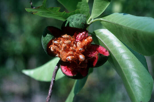 Image of Laetia thamnia L.