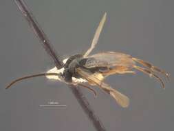 Image of Microgaster congregatiformis Viereck 1917