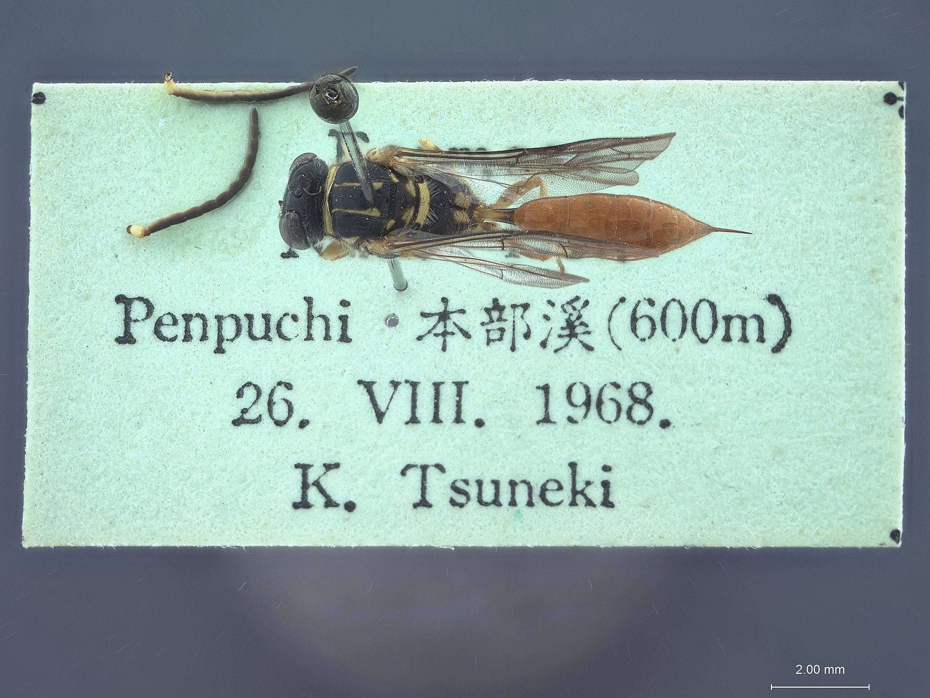 Image of Psenulus ornatus pempuchiensis Tsuneki 1971