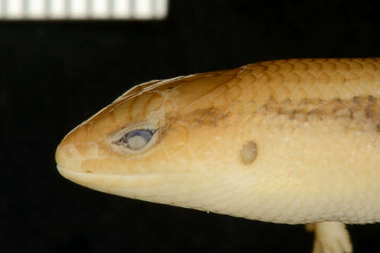 Image of Deignan Tree Skink