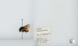 Bombus ephippiatus Say 1837 resmi