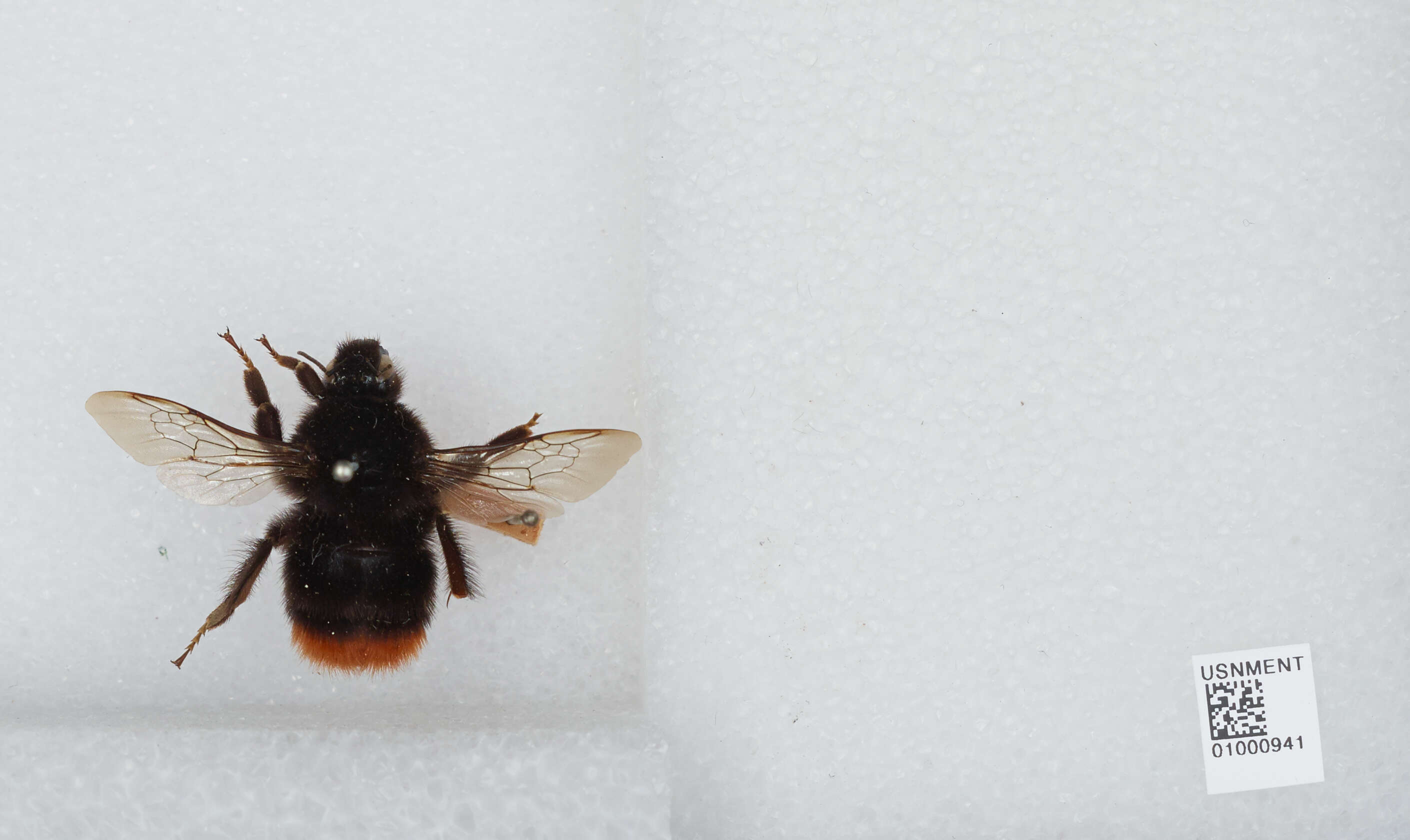 Image of Red tailed bumblebee