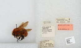 Sivun Bombus rubicundus Smith 1854 kuva