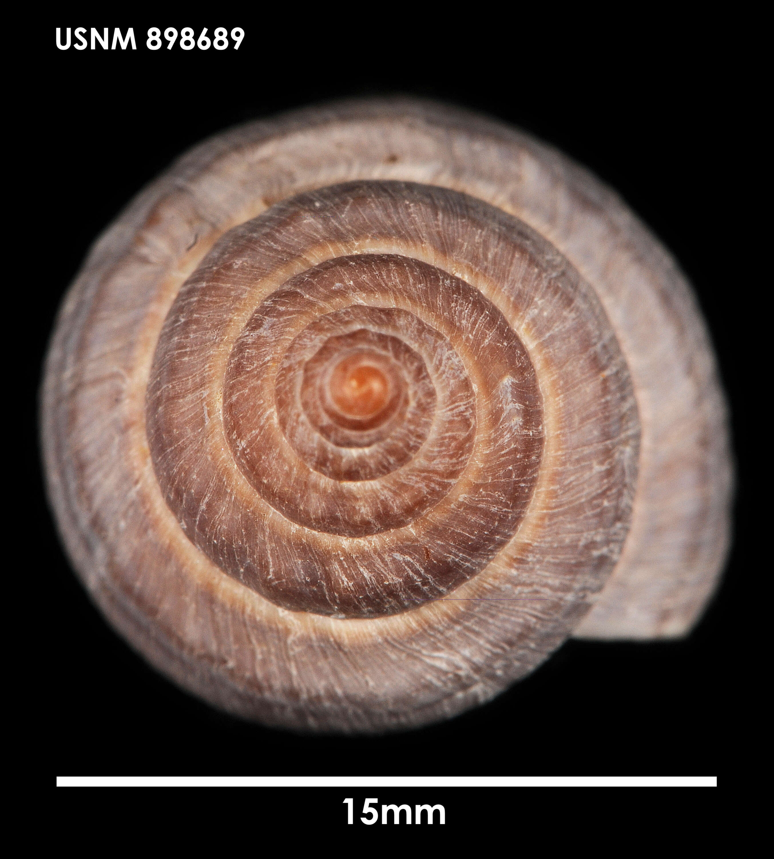 Image of Buccinulum pertinax pertinax