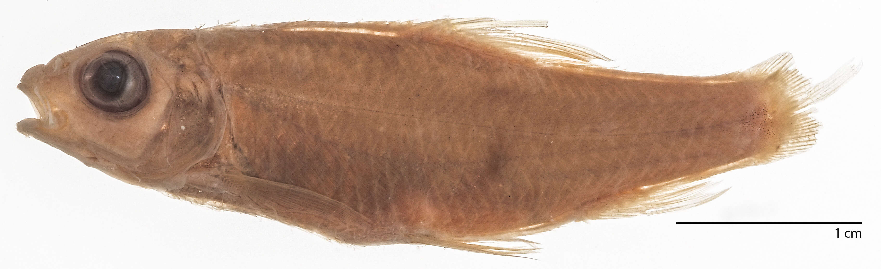 Image of Poropuntius faucis (Smith 1945)