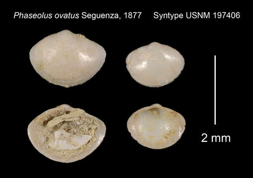 Image de Phaseolus ovatus Seguenza 1877