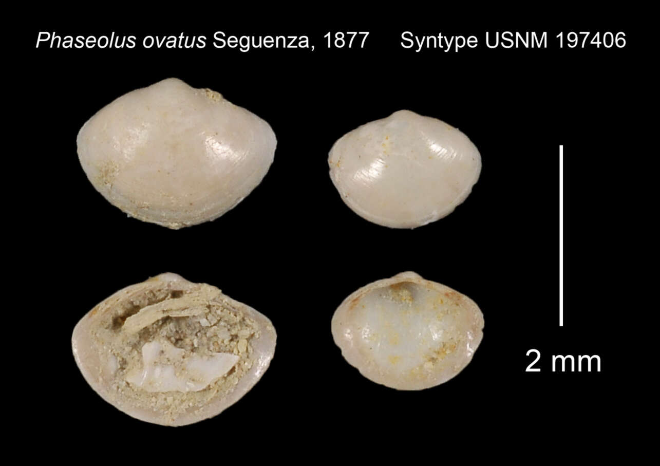 Image of Phaseolus ovatus Seguenza 1877