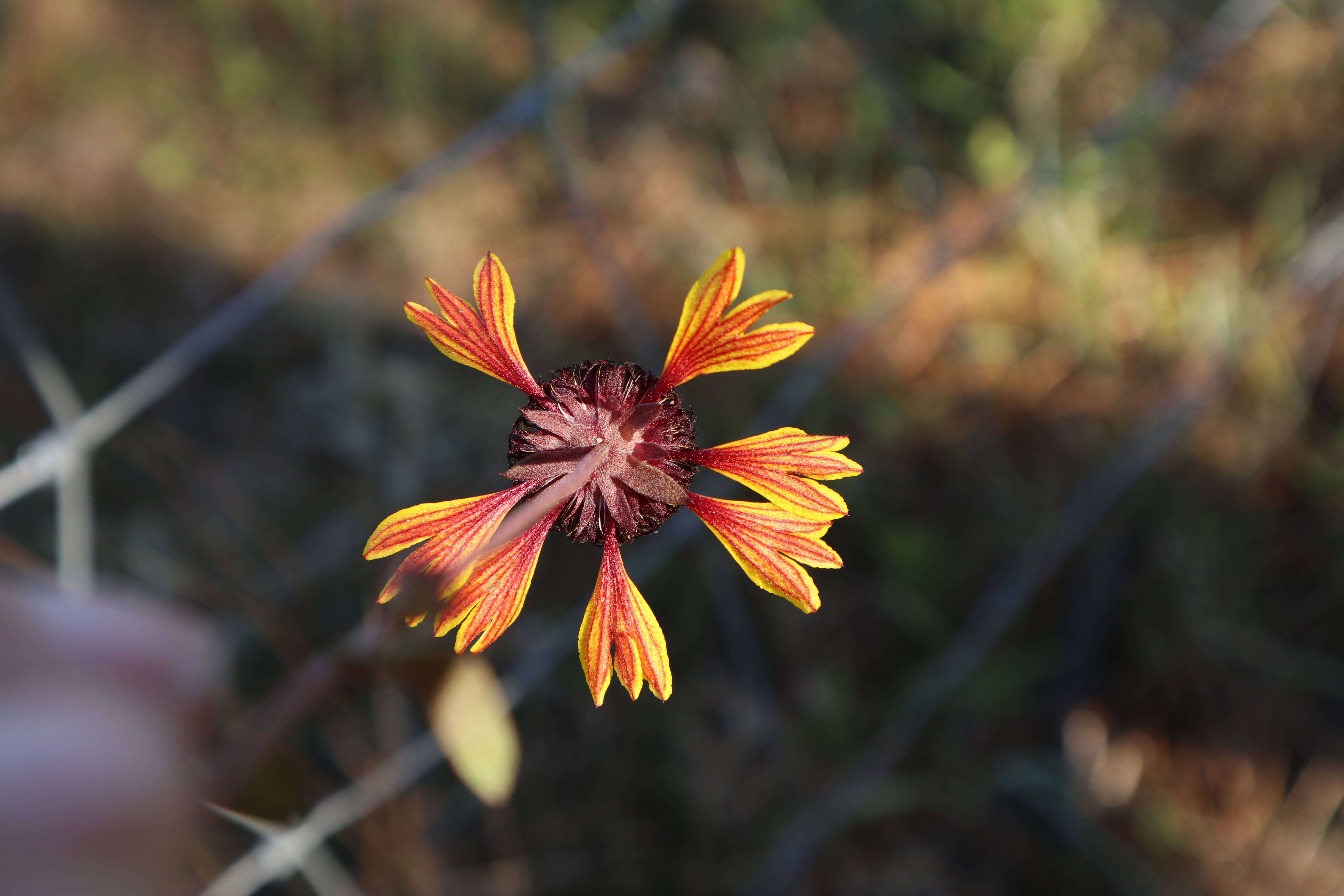 Image of Perennial gaillardia