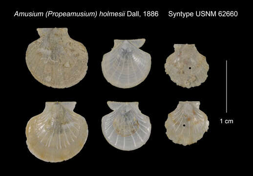 Image de Parvamussium holmesii (Dall 1886)