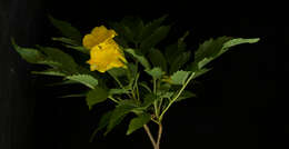 Image of Yellow bells