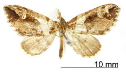 Image of <i>Hypolepis albifascia</i> Dognin
