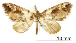 Image de <i>Hypolepis albifascia</i> Dognin