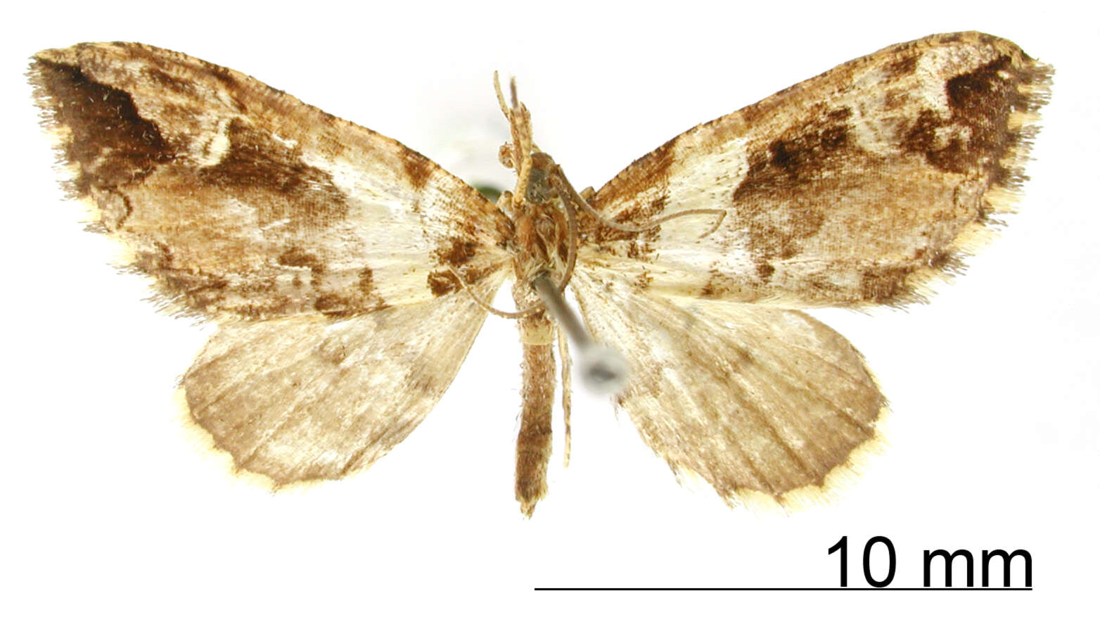 Image of <i>Hypolepis albifascia</i> Dognin