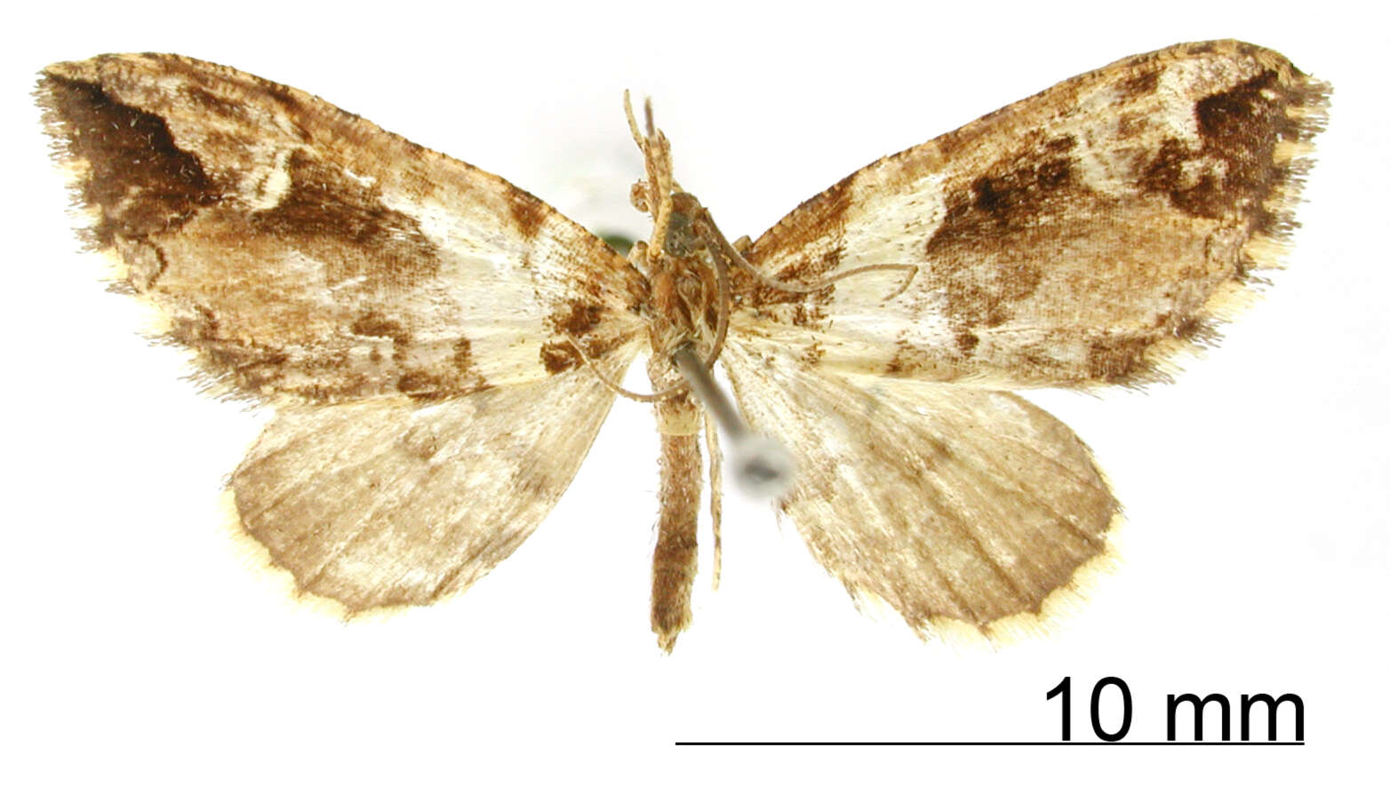 Image de <i>Hypolepis albifascia</i> Dognin