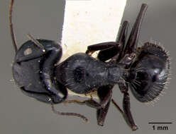 Camponotus vividus semidepilis Wheeler 1922的圖片