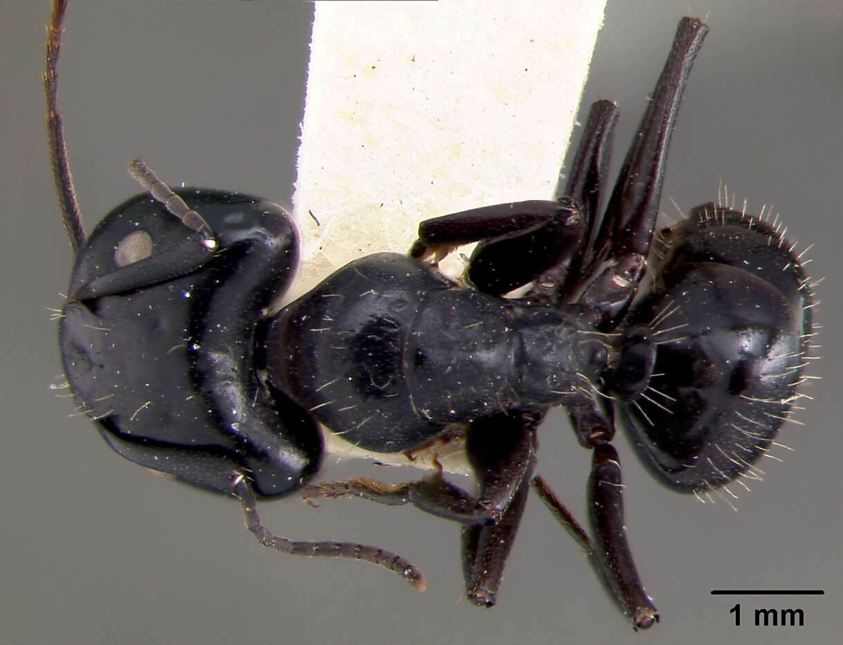 Image of Camponotus vividus semidepilis Wheeler 1922