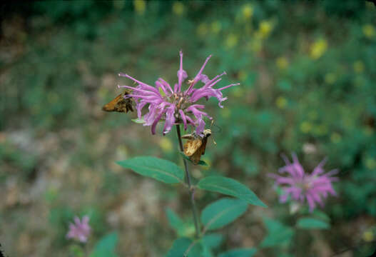 Image of Monarda fistulosa var. menthifolia (Graham) Fernald