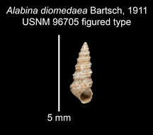 Image of Alabina diomedeae