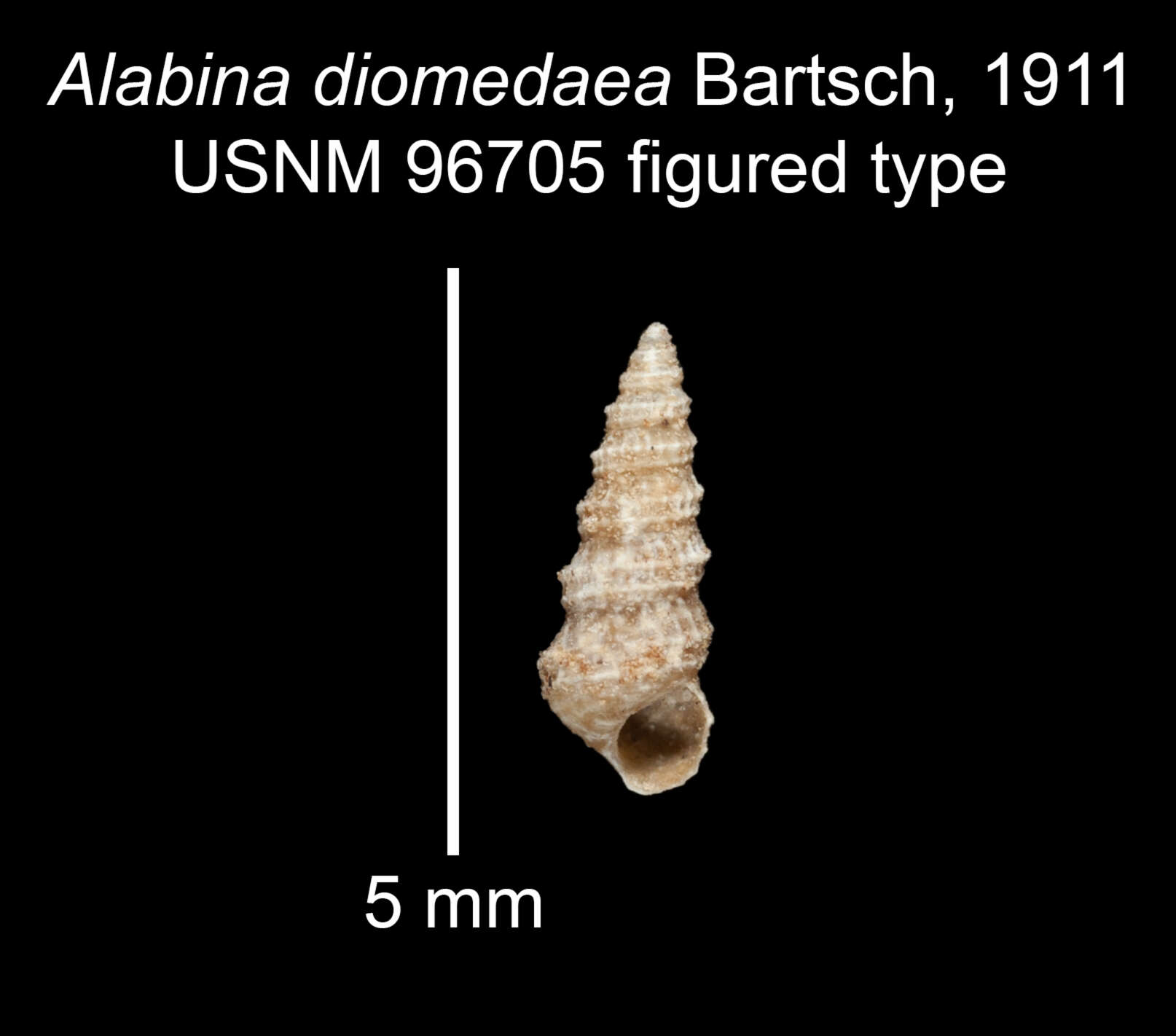 Image of Alabina diomedeae