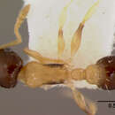 Image of Leptothorax huehuetenangoi Baroni Urbani 1978