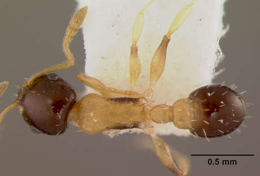 Image of Leptothorax huehuetenangoi Baroni Urbani 1978