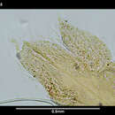 Image of <i>Nipponophyllum antarcticum</i>